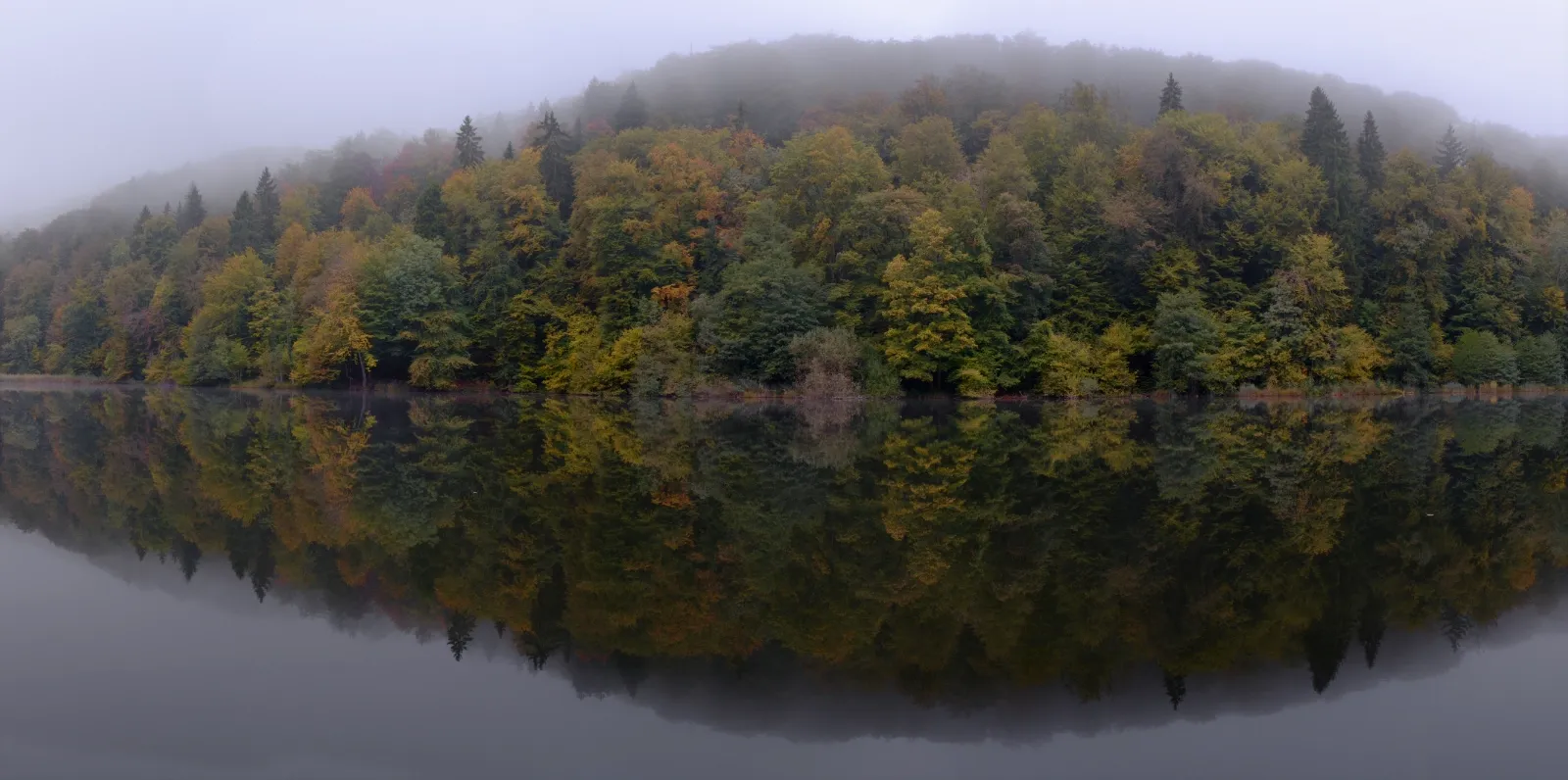 Herbstwald im Nebel