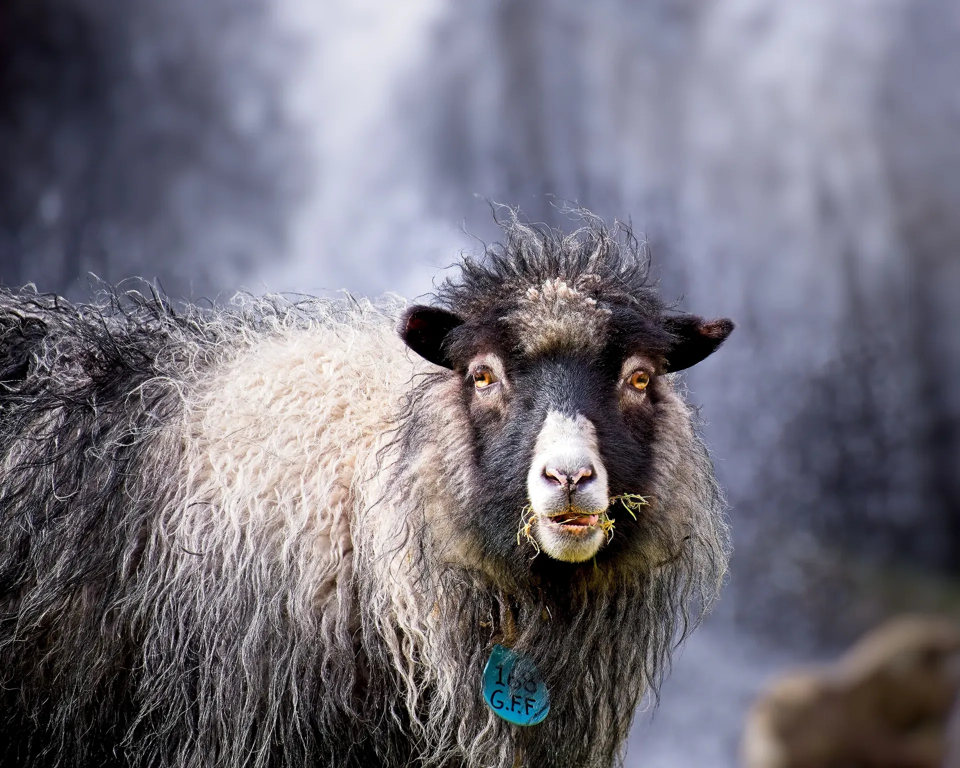Färöisches Schaf
