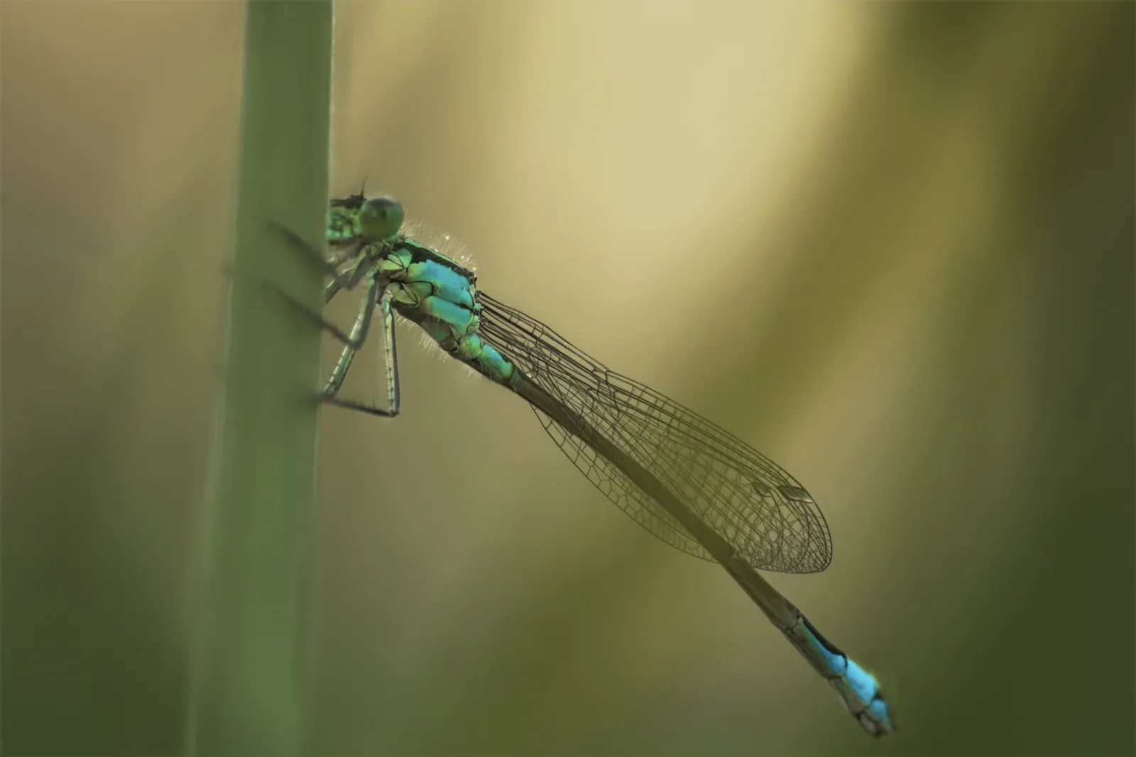 Libelle im Gegenlicht