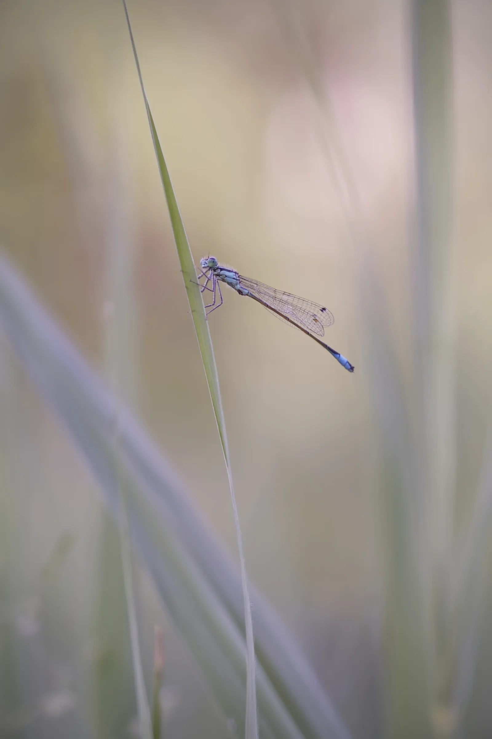 Libelle verträumt