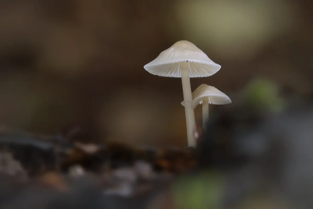 Waldgeister im sanften Licht