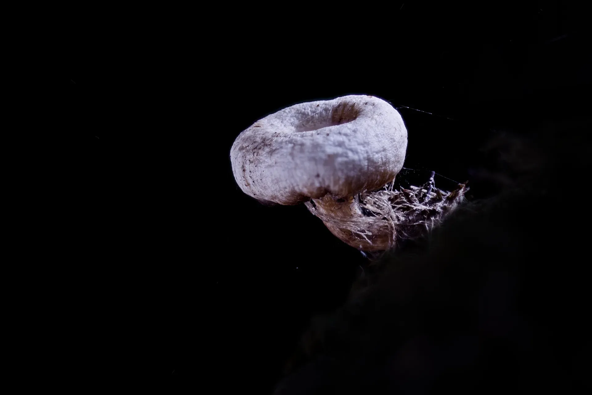 Pilz im Dunkeln